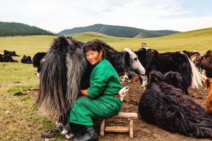 Mongolian Woman Milking Yak — photograph by José Luis Vílchez